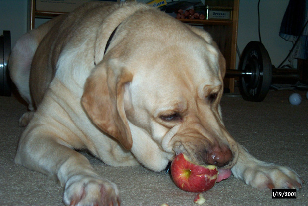 Gossimer eating an apple...