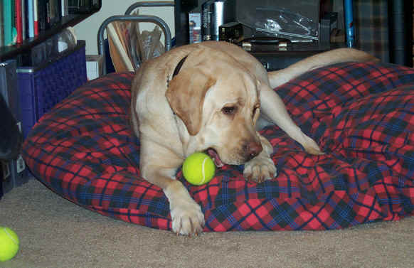 Gossimer playing with his tennis ball...