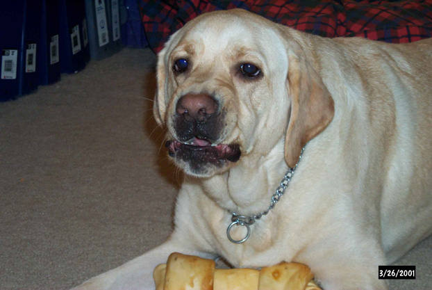 Gossimer guarding his bone...