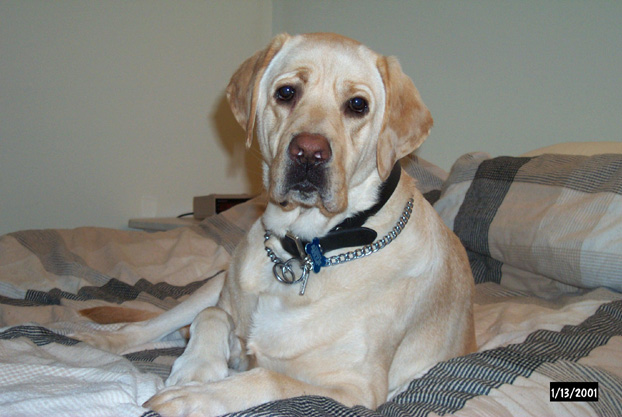 Gossimer posing in bed...