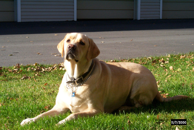 gossimer relaxing in the sun...