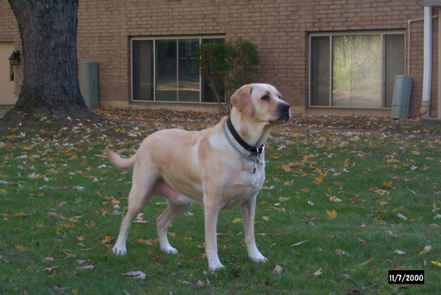 Gossimer in his labrador stance...