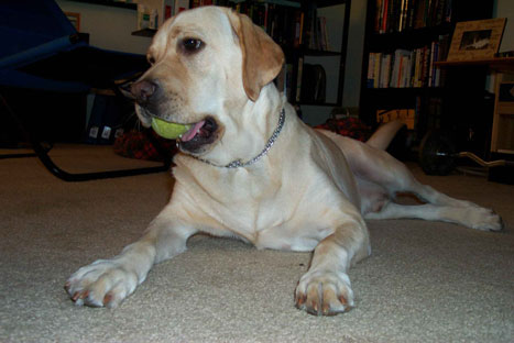 playing with the tennis ball at home...