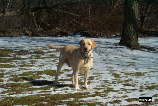 Gossimer playing in the snow...