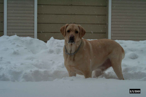 gossimer in the snow...